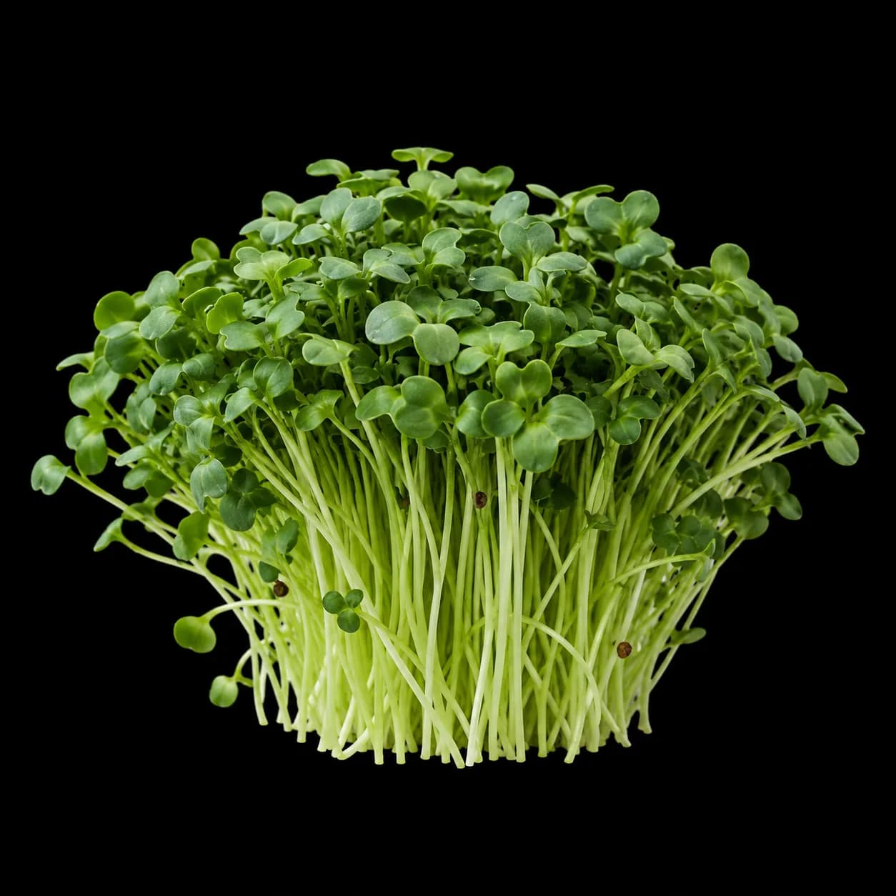 Broccoli Raab