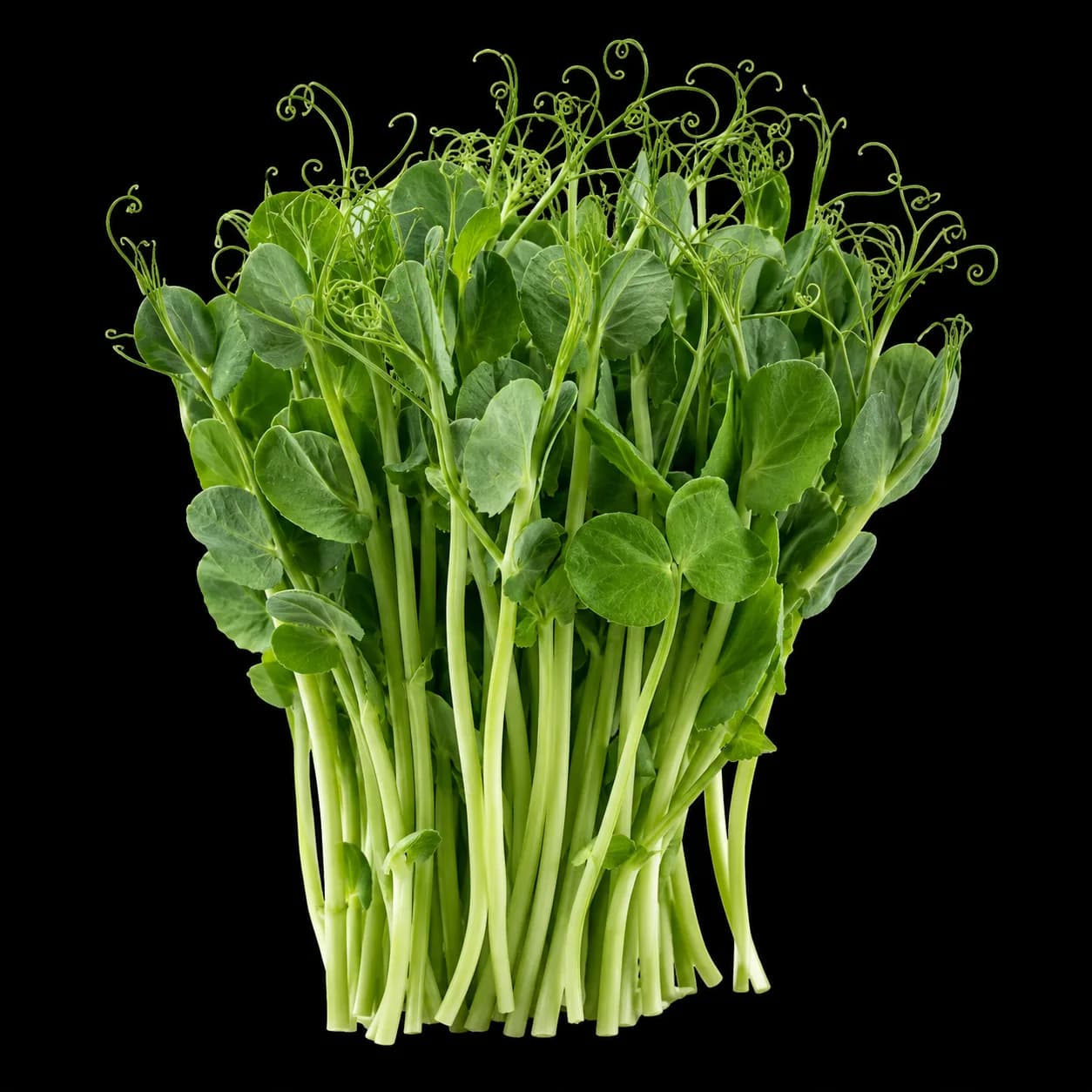 Pea Dunn