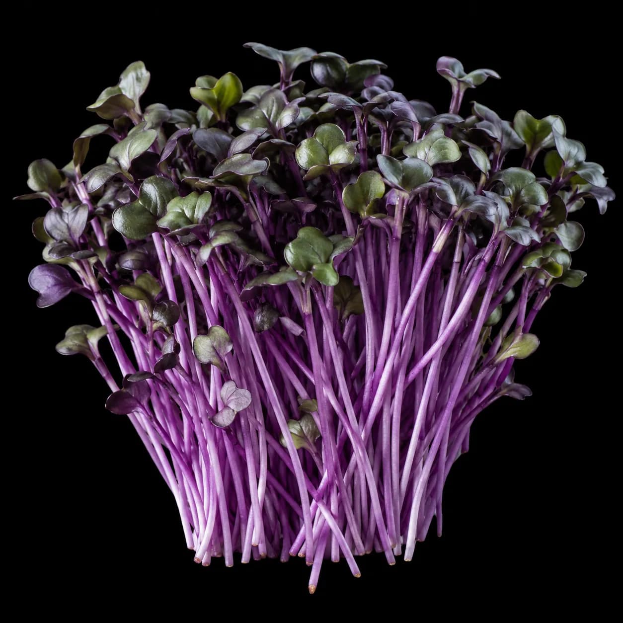 Red Cabbage