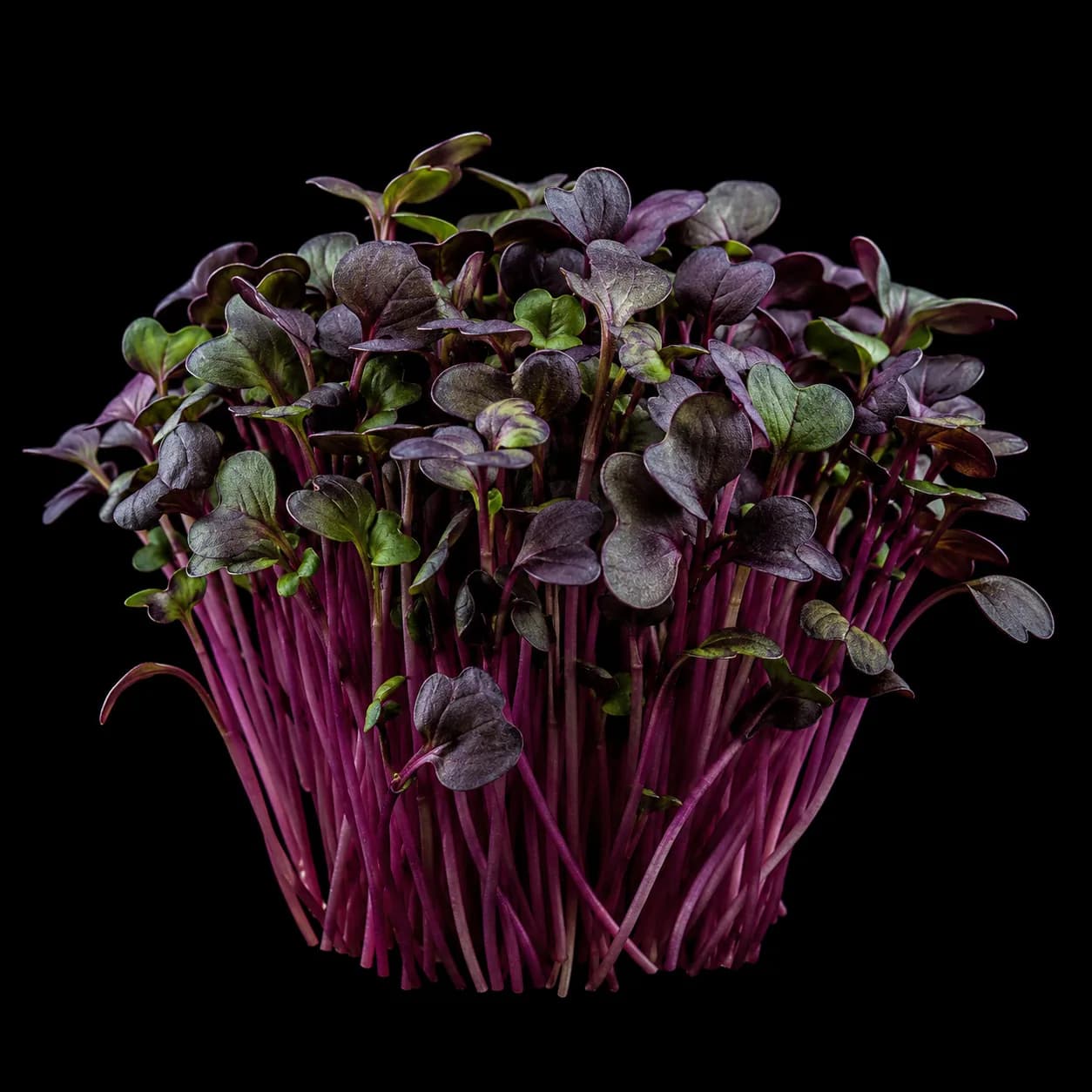 Red Giant Mustard