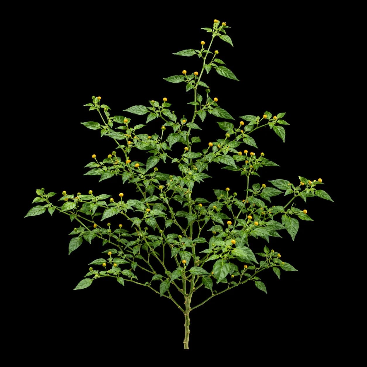 Aji Charapita