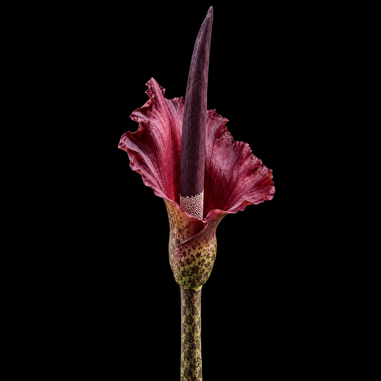 Amorphophallus konjac