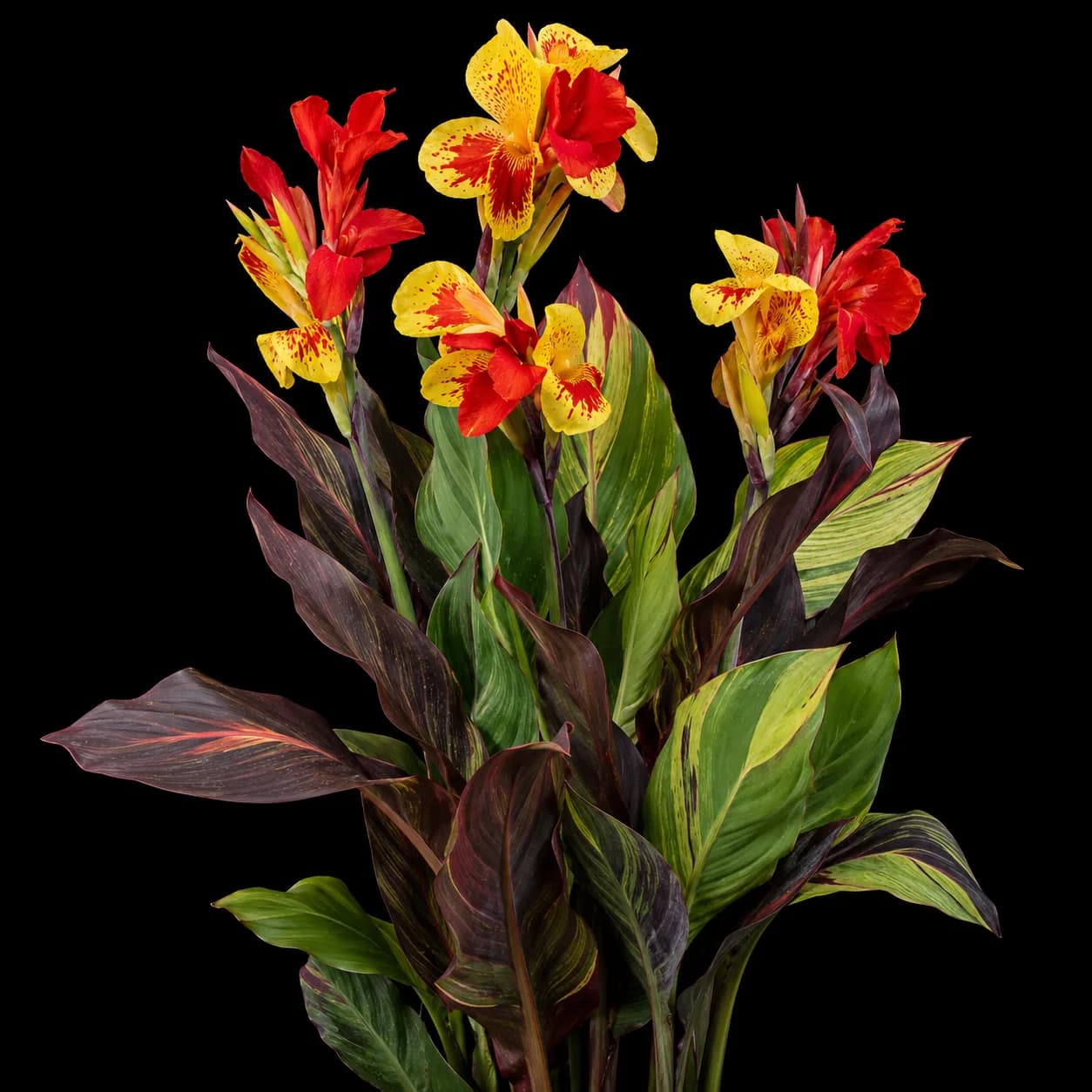 Canna Cleopatra