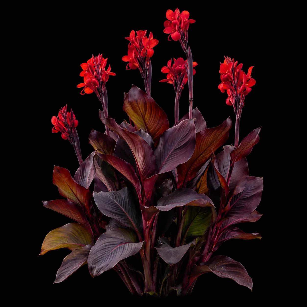 Canna Full Red