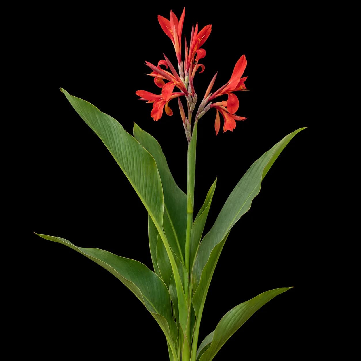 Canna indica