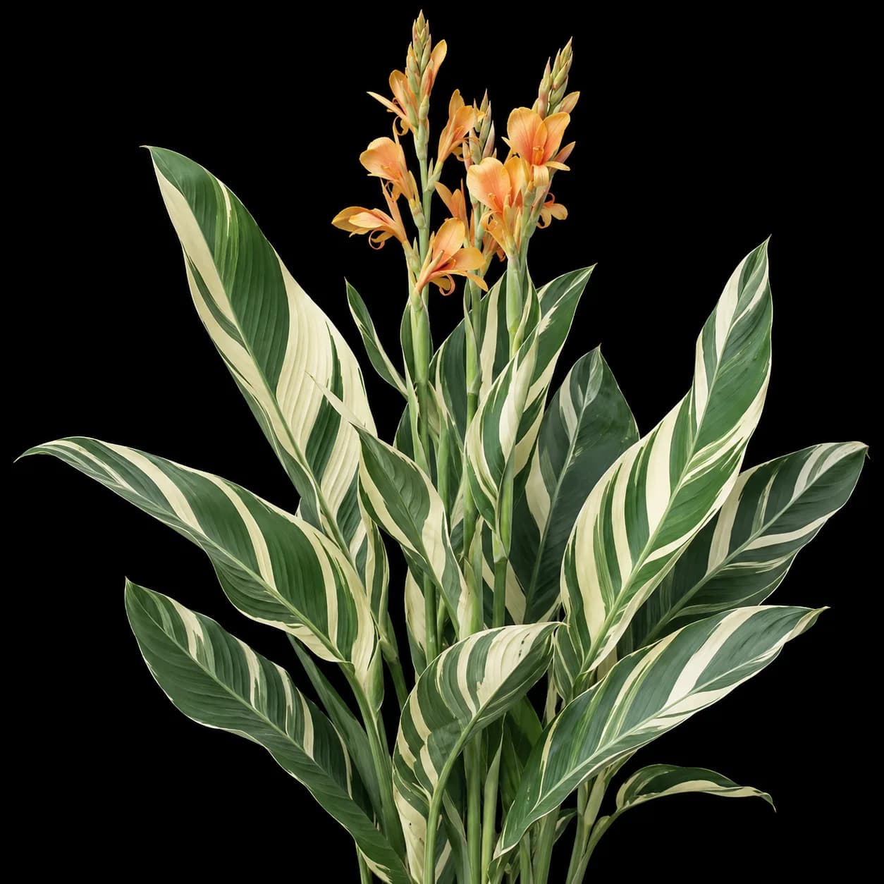 Canna Stuttgart