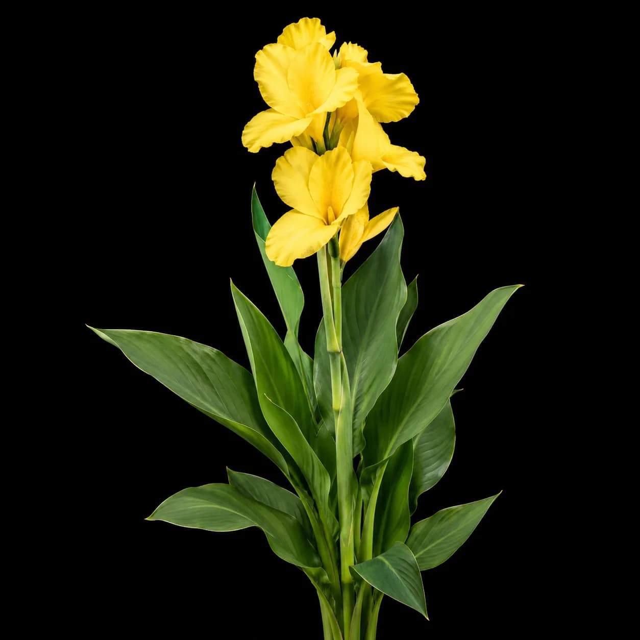 Canna Yellow