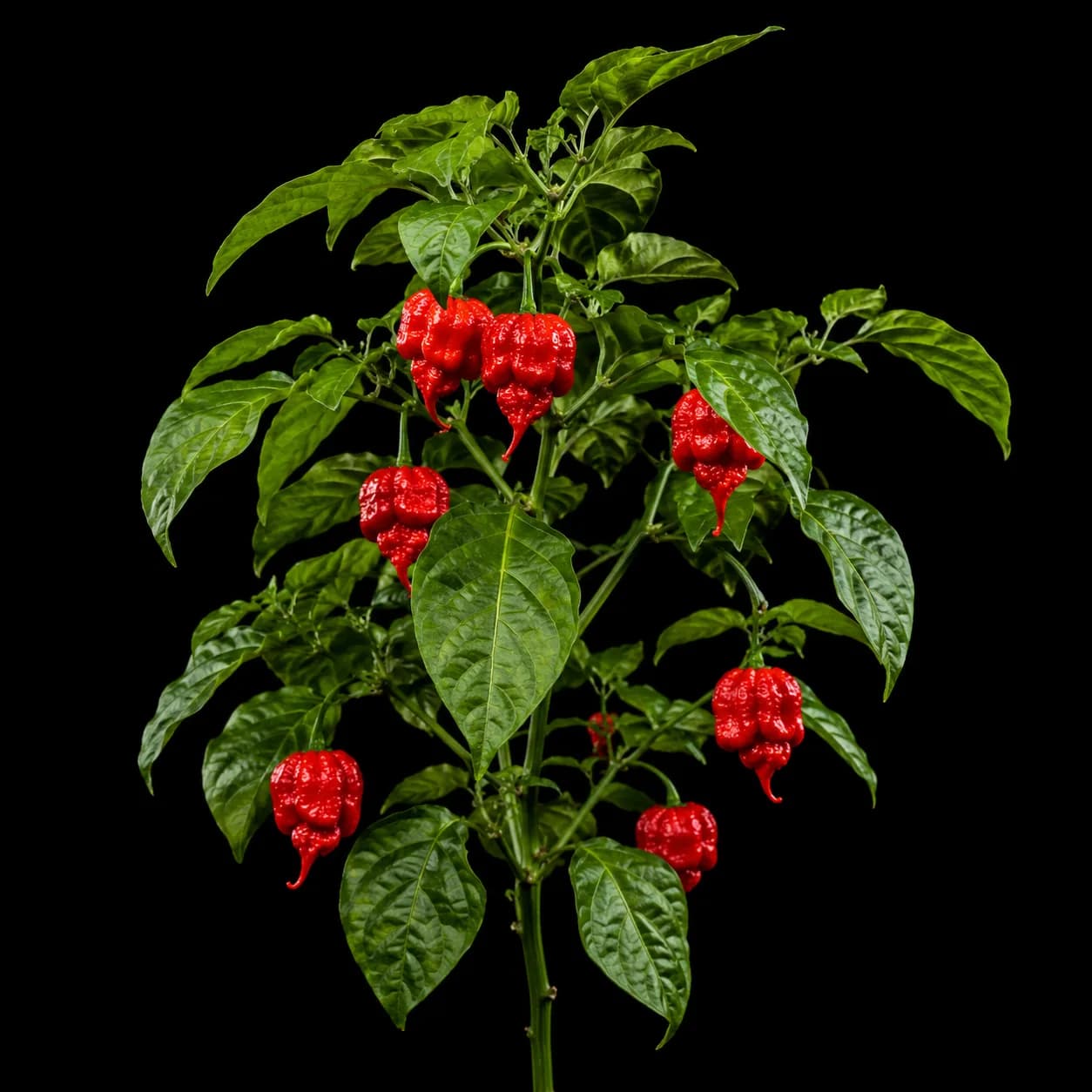 Carolina Reaper