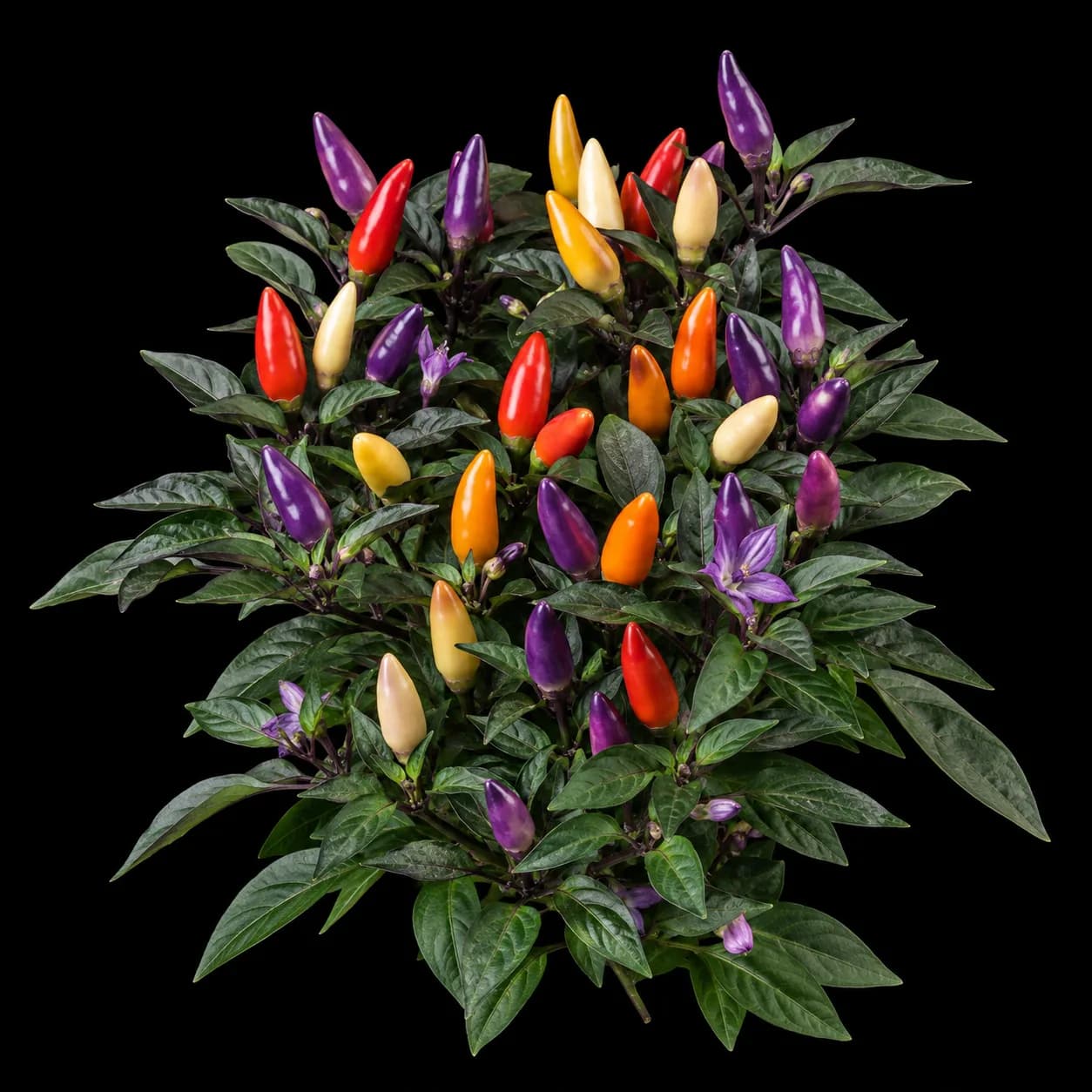 Chinese Five Colour