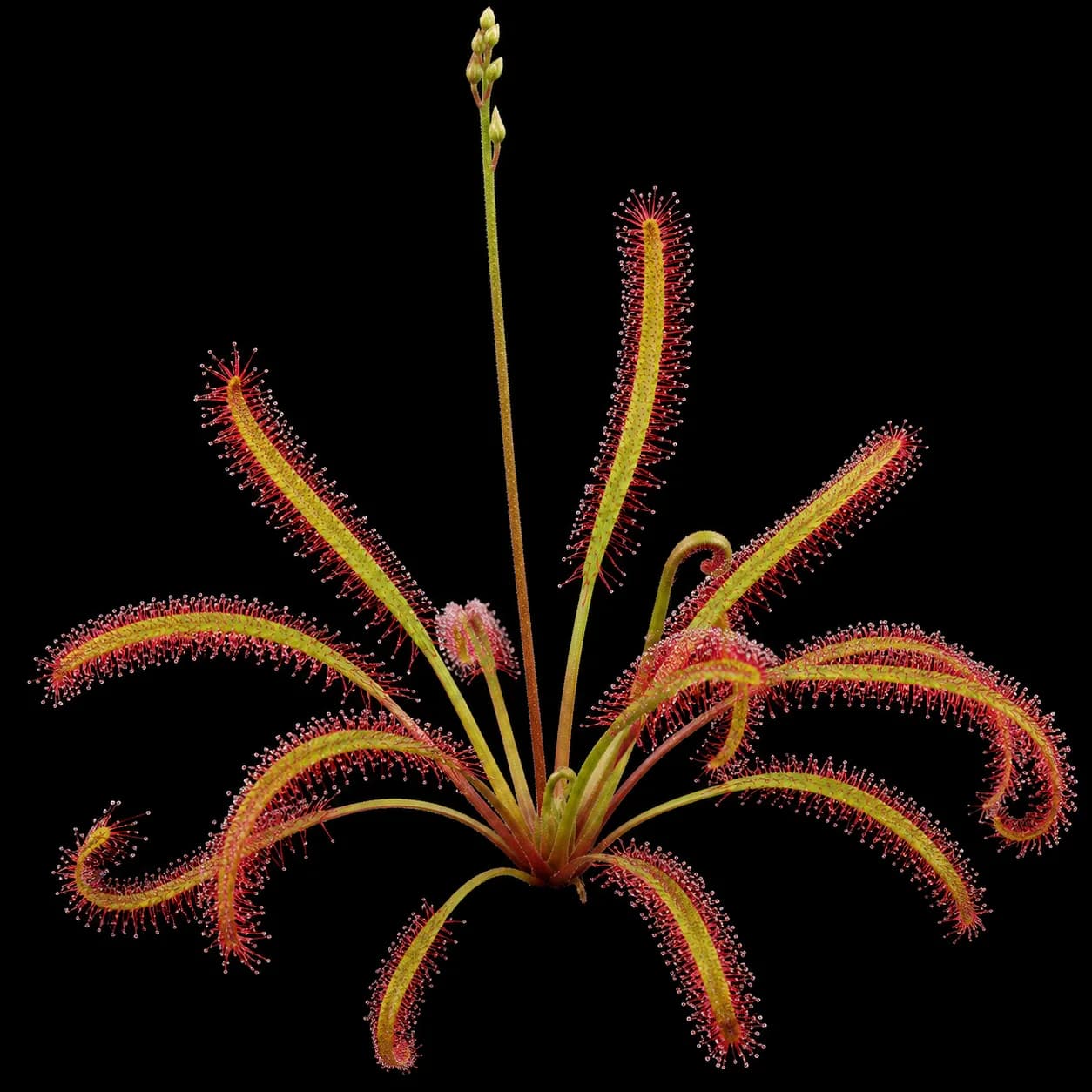Drosera capensis Large Form – Dry Eberhard König