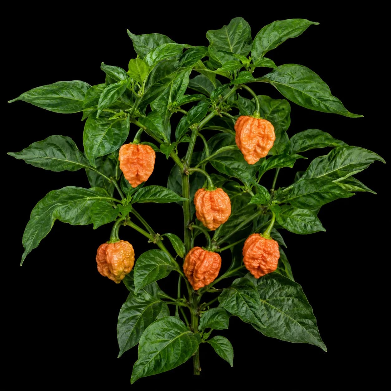 Habanero Rot