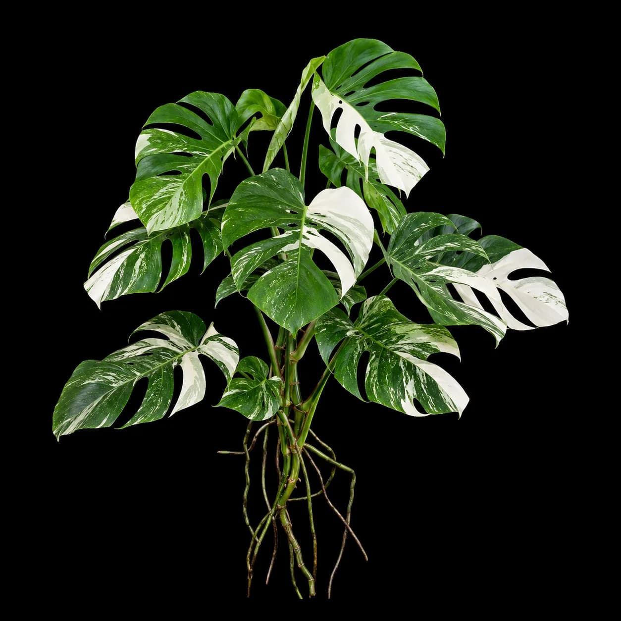 Monstera Albo
