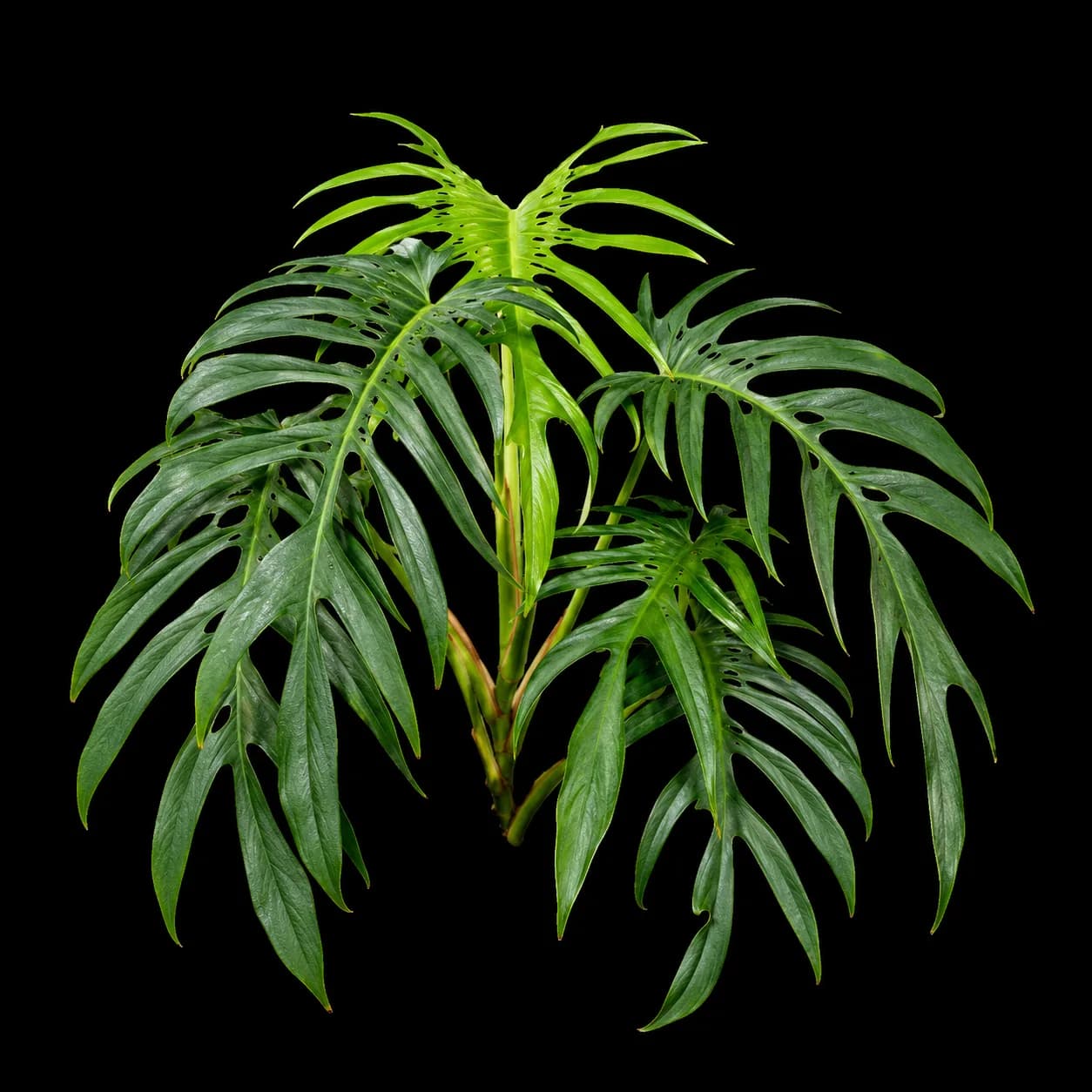 Monstera Burle Marx Flame