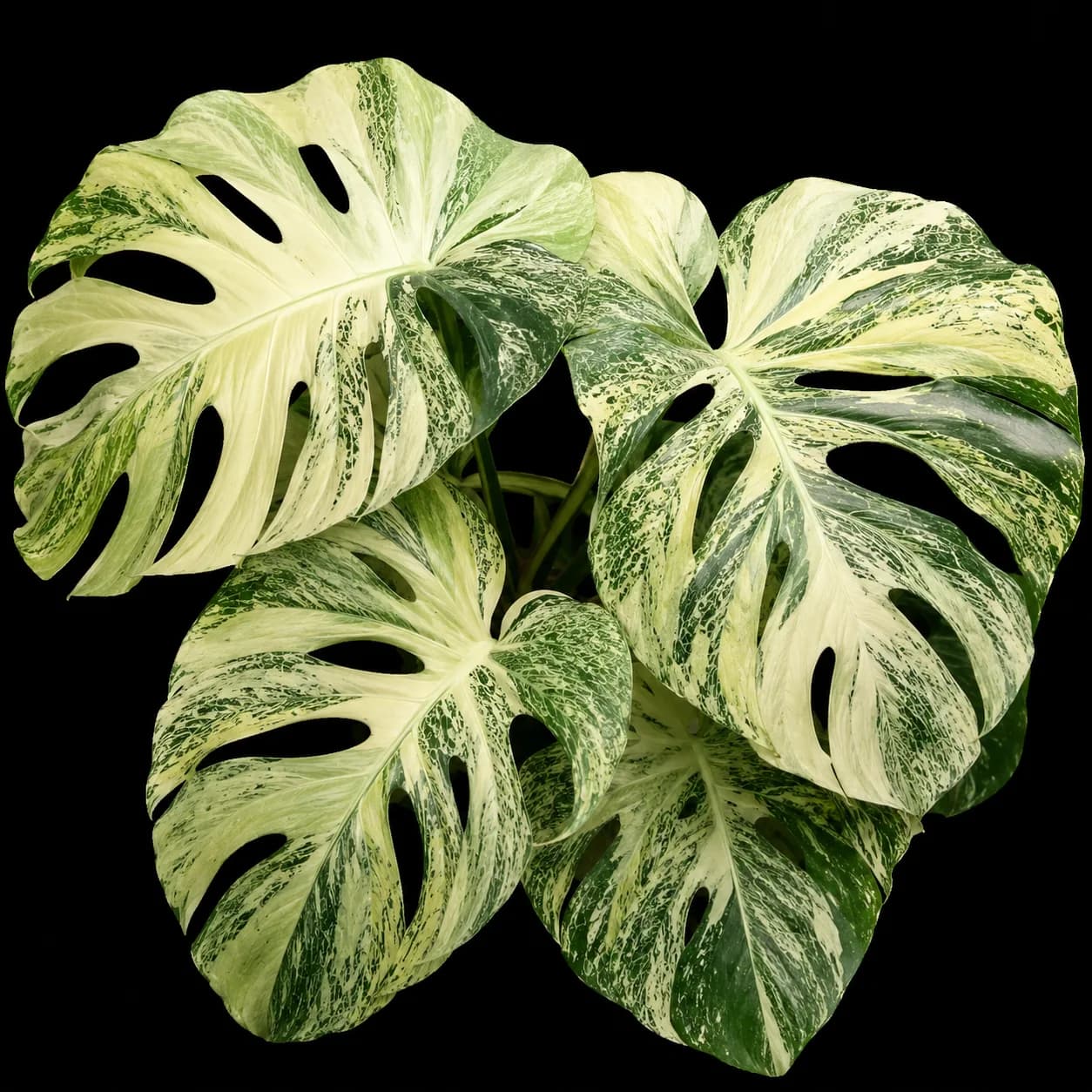 Monstera Devil Monster