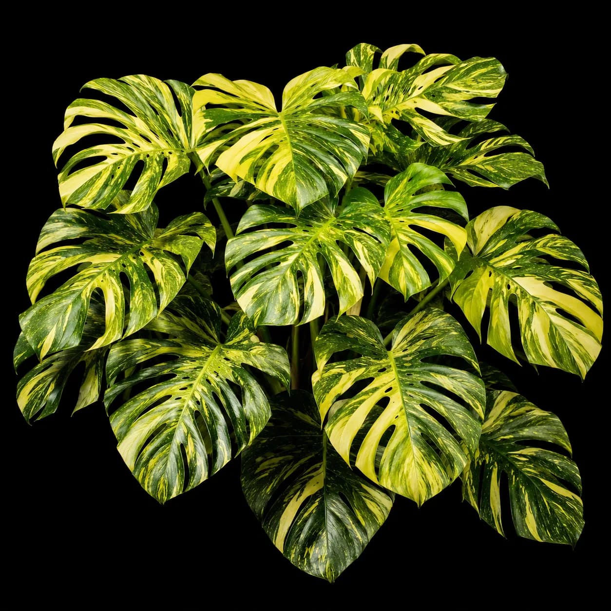Monstera Lemon Pom Pom