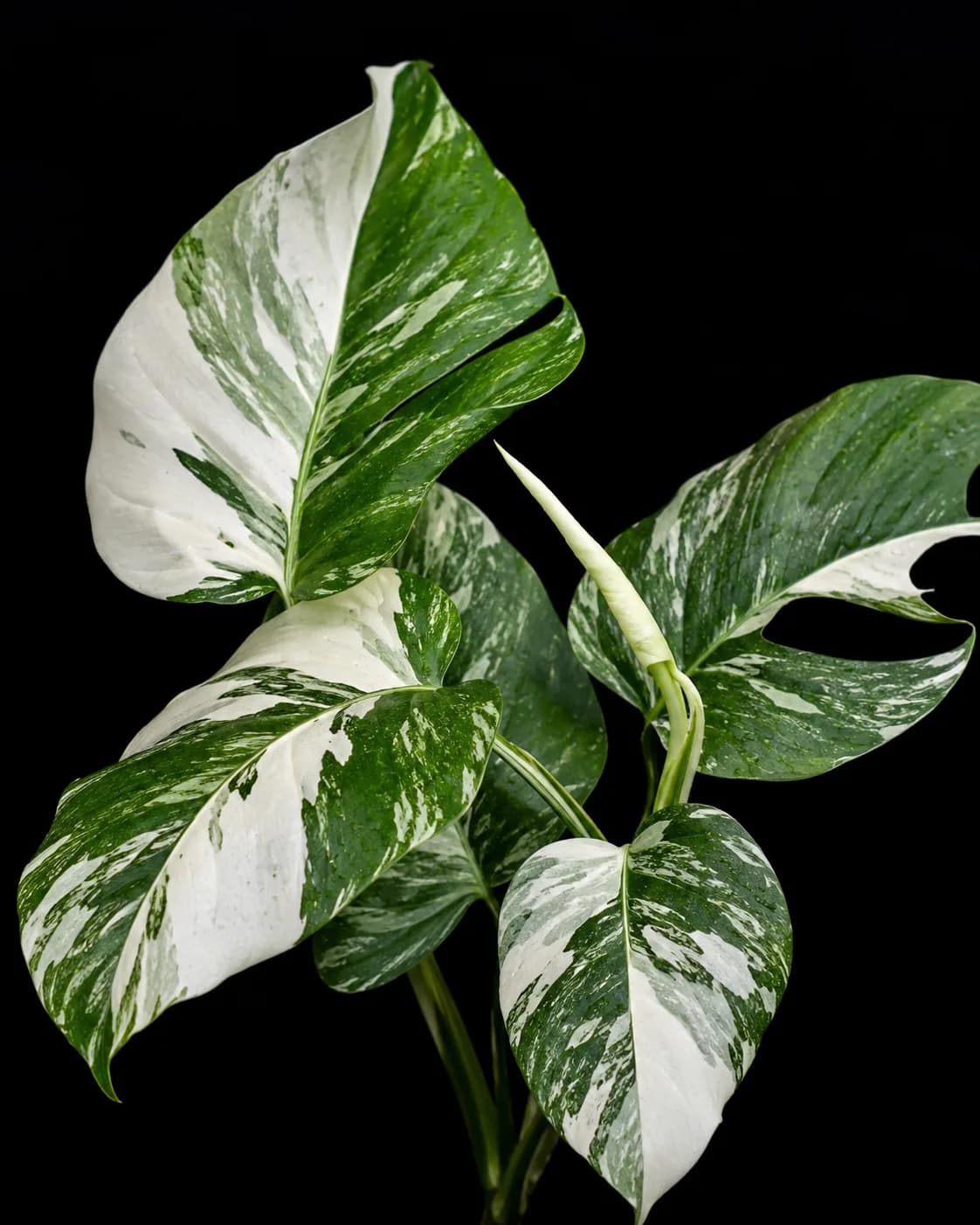 Monstera Starlight