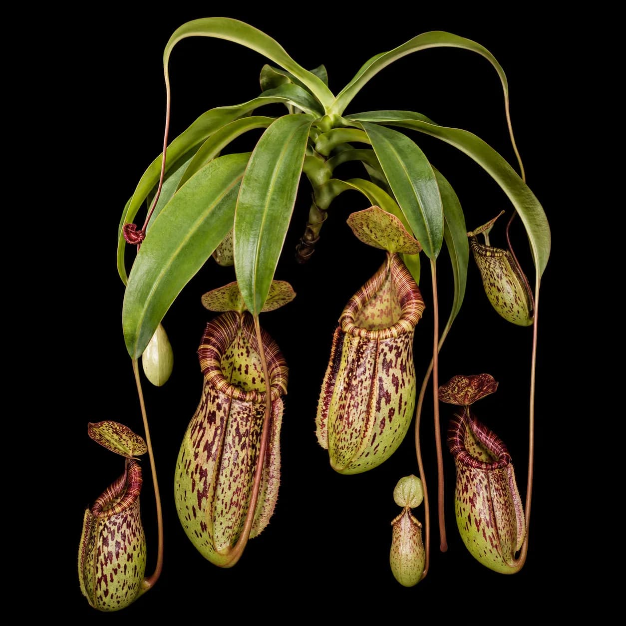 Nepenthes „Gaya/Gaja“