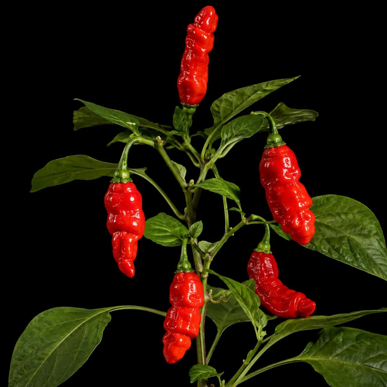 Penis-Chili