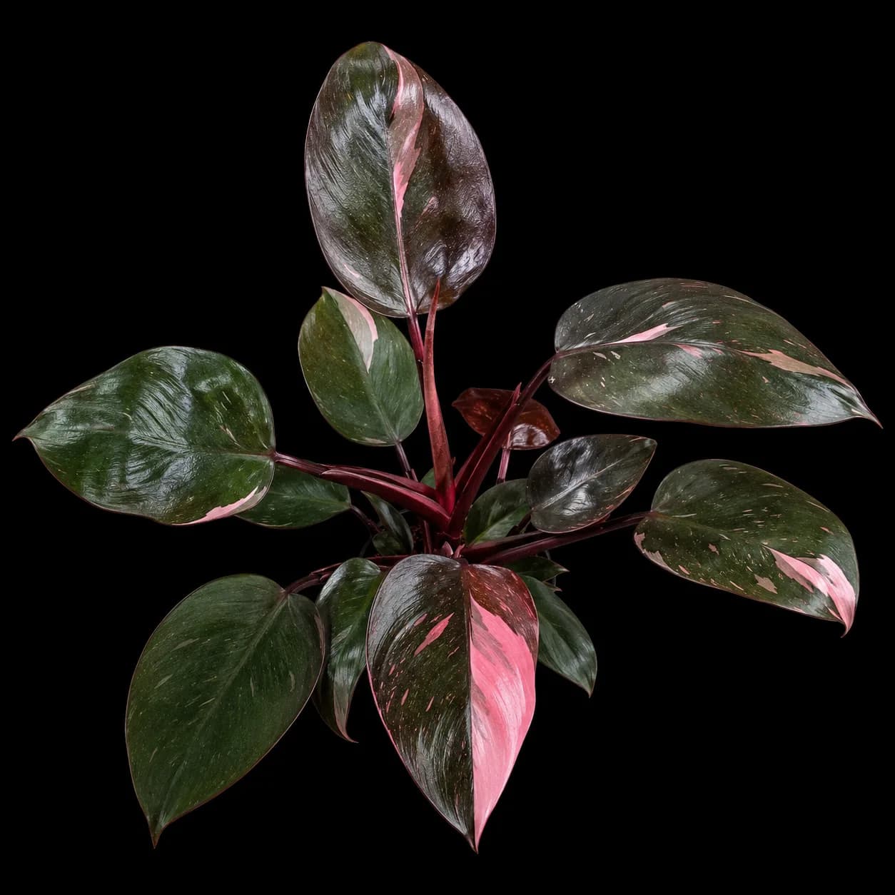 Philodendron Pink Princess