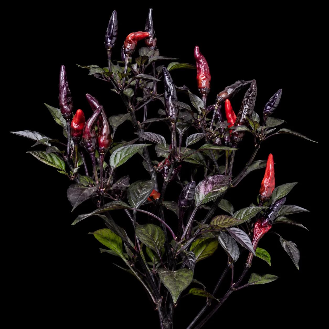 Pimenta da Neyde x Pickles Blood