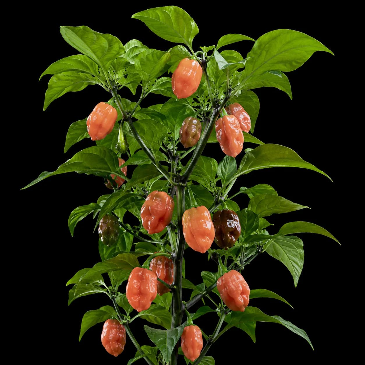 Pockmark Peach