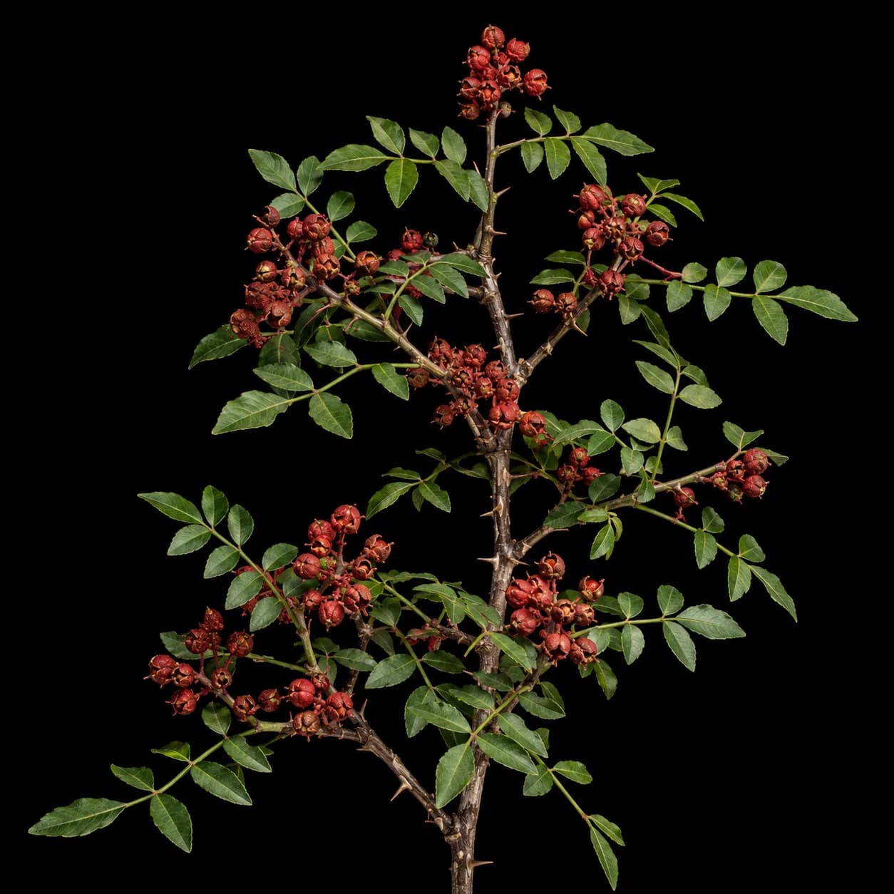 Szechuan Pfeffer