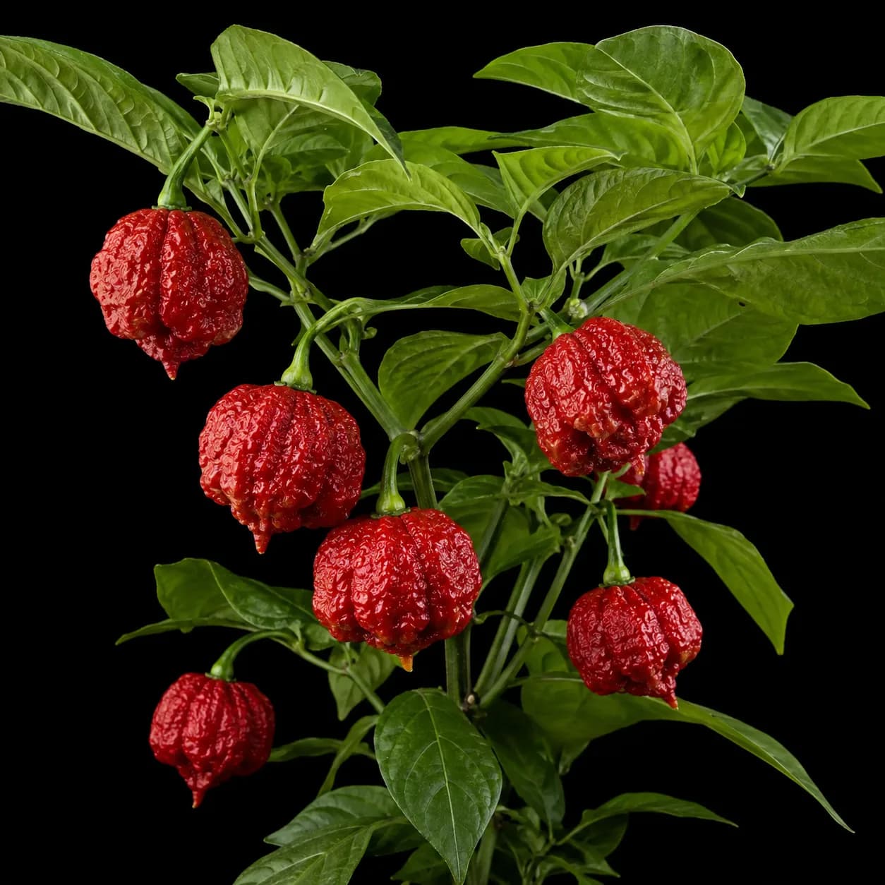 Trinidad Scorpion Moruga Red